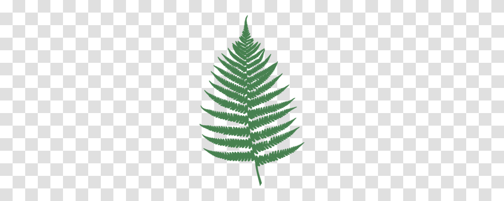 Fir Pine Tree Spruce Geometry, Plant, Abies, Fern, Leaf Transparent Png