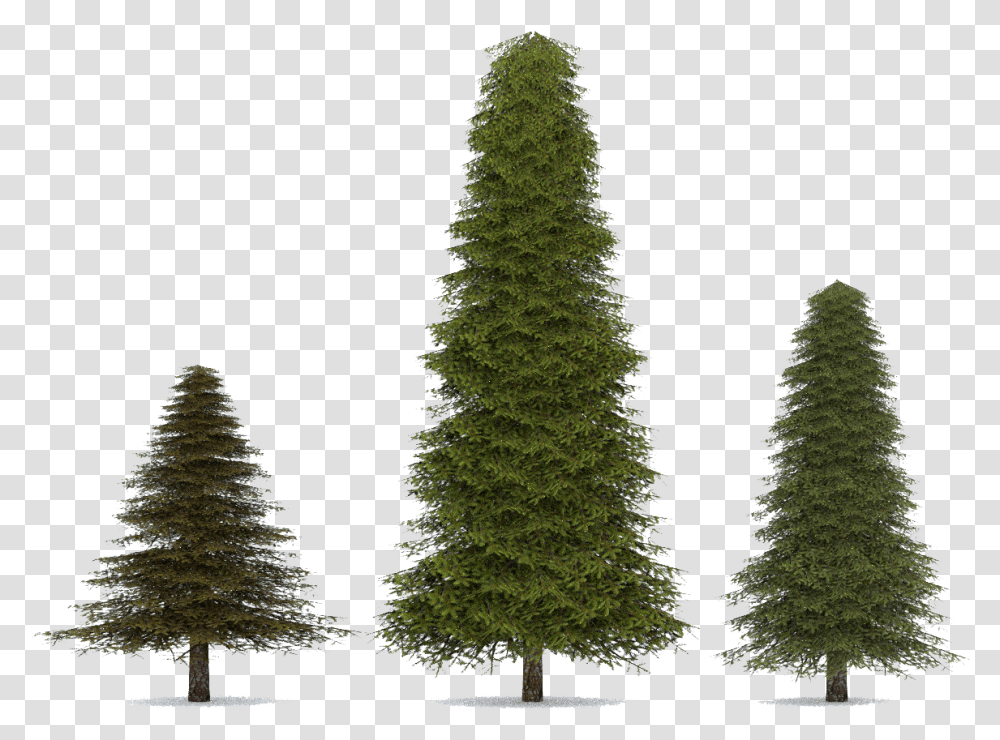Fir Spruce Pine Tree Pine Tree, Plant, Christmas Tree, Ornament, Abies Transparent Png