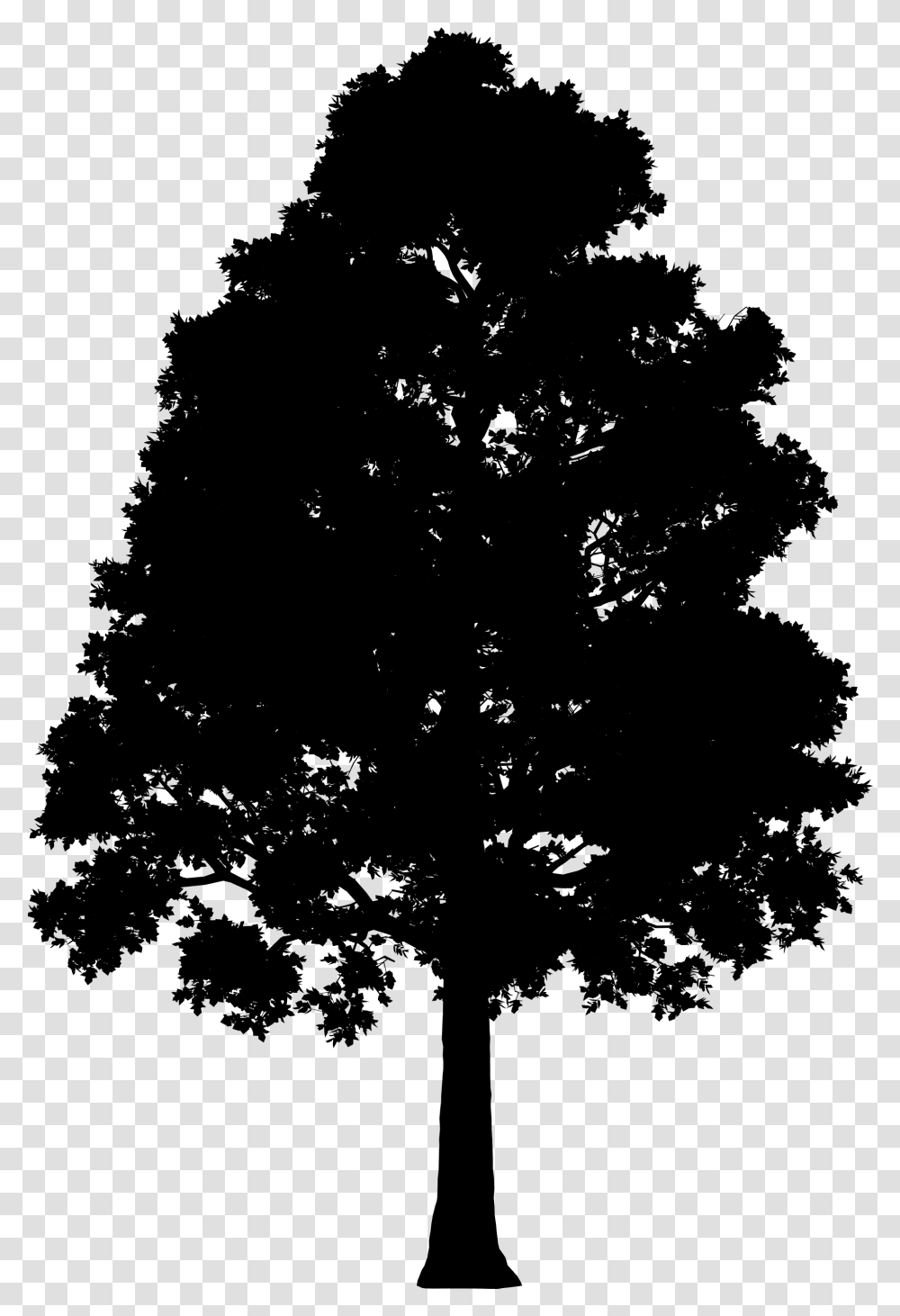 Fir Spruce Silhouette Leaf Big Tree Silhouette, Gray, World Of Warcraft Transparent Png
