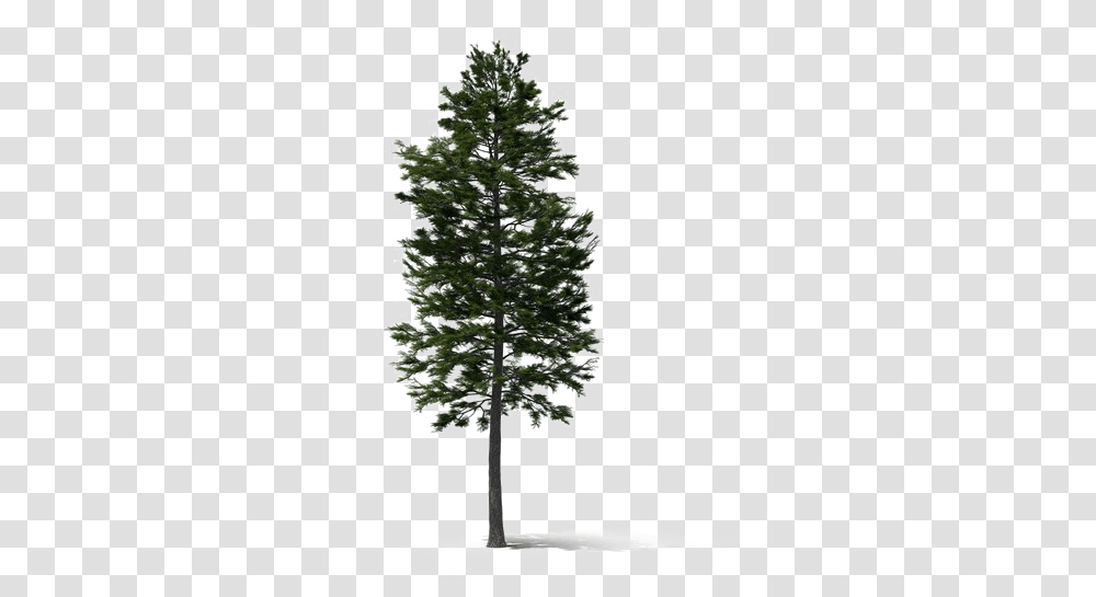 Fir Tall Pine Tree, Plant, Christmas Tree, Ornament, Conifer Transparent Png