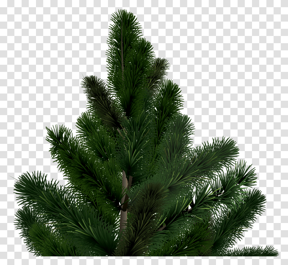 Fir Transparent Png