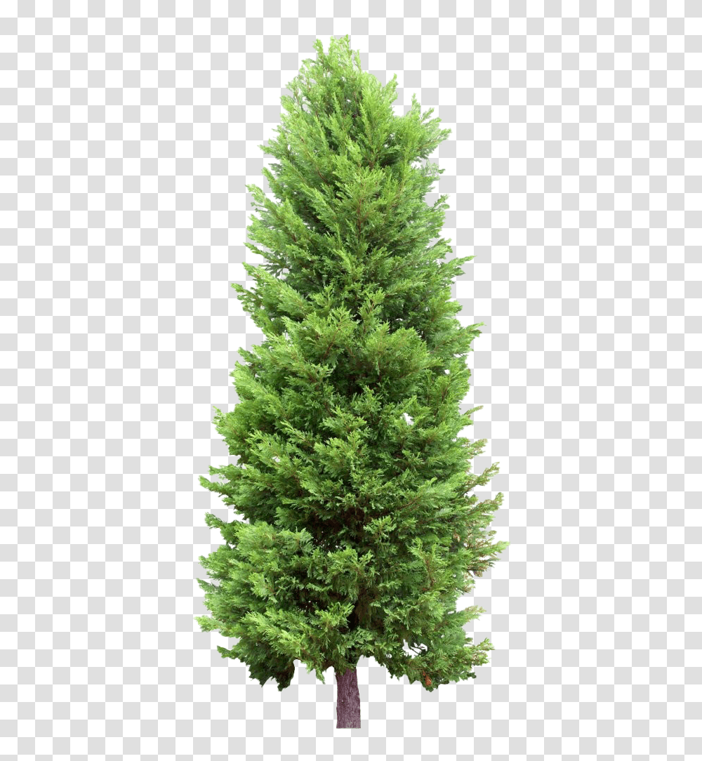 Fir Tree 2472 Pine Tree Without Background, Plant, Christmas Tree, Ornament, Abies Transparent Png
