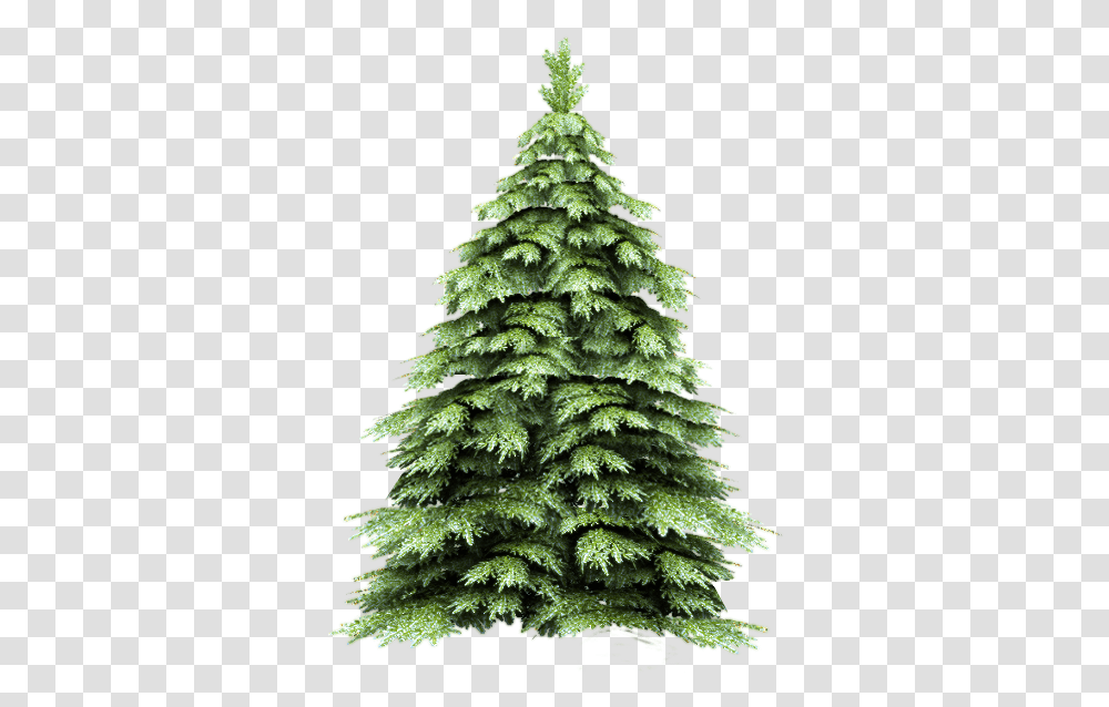 Fir Tree 2475 Pine Tree Brush, Plant, Christmas Tree, Ornament, Abies Transparent Png