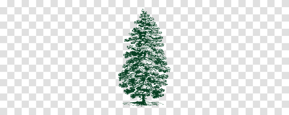 Fir Tree Nature, Plant, Ornament, Christmas Tree Transparent Png