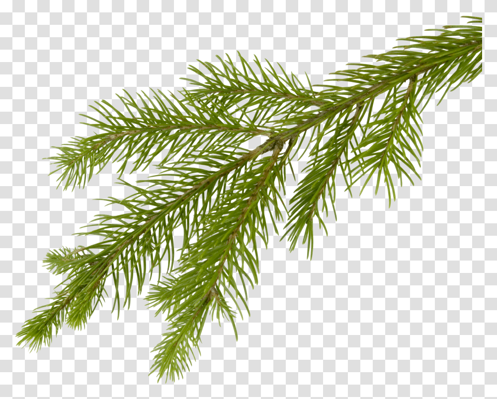 Fir Tree 3691 Pine Tree Branch Transparent Png