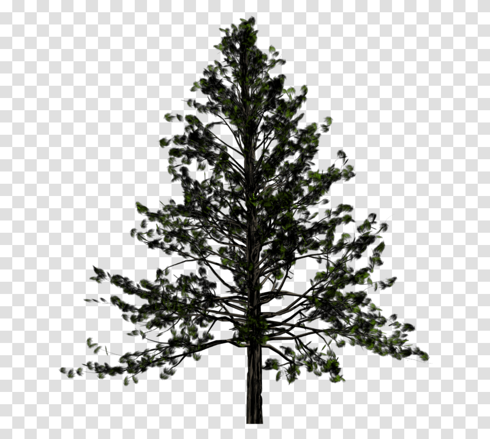 Fir Tree Black And White Pine Tree Free, Plant, Abies, Outdoors, Silhouette Transparent Png