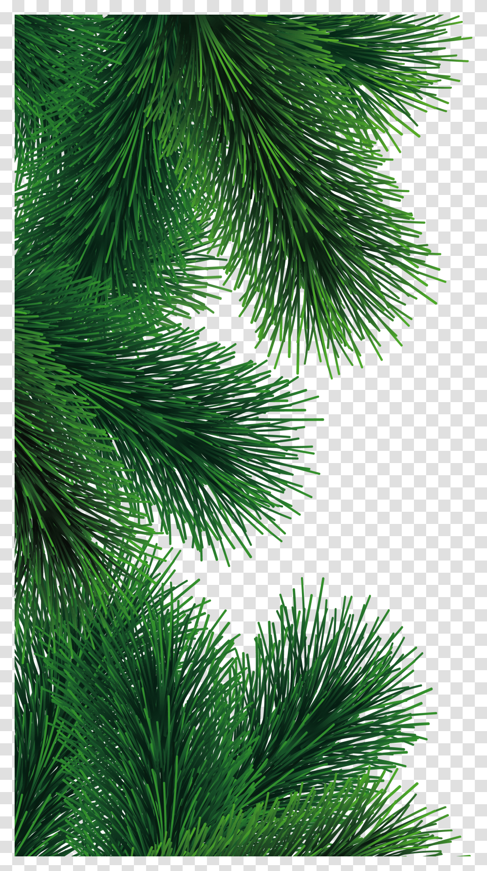 Fir Tree Branch, Plant, Conifer, Pine, Abies Transparent Png