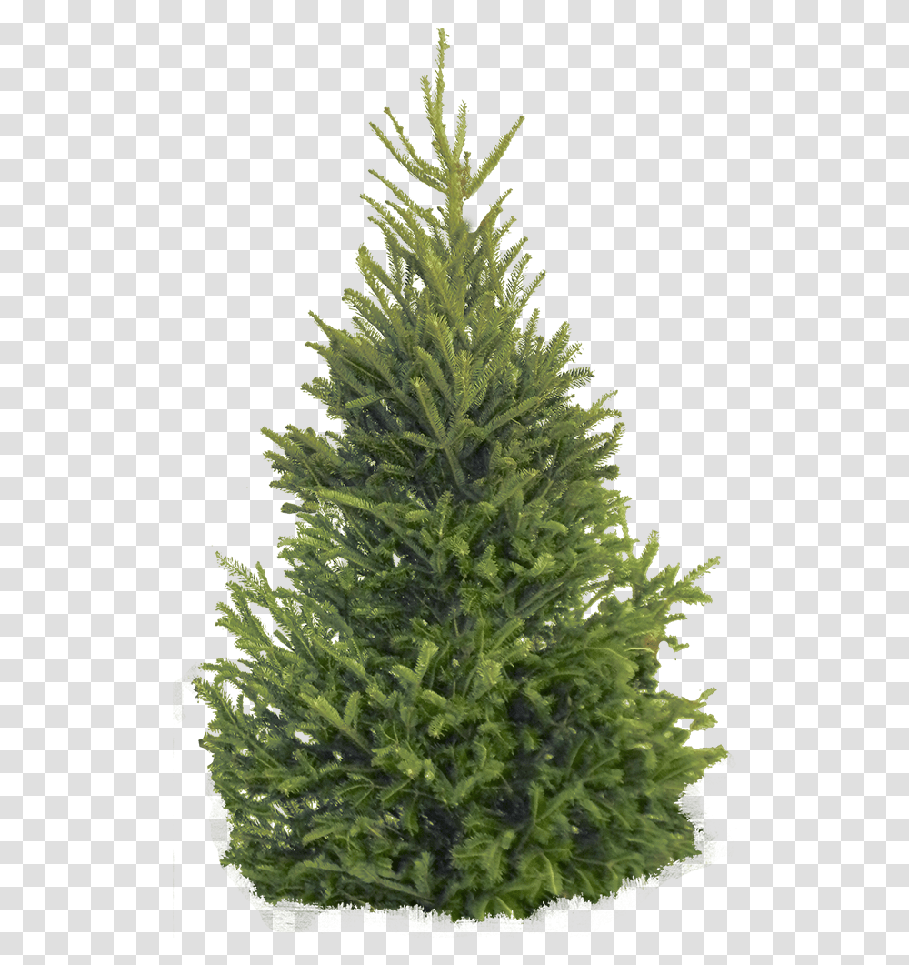 Fir Tree Christmas Tree, Plant, Pine, Ornament, Abies Transparent Png