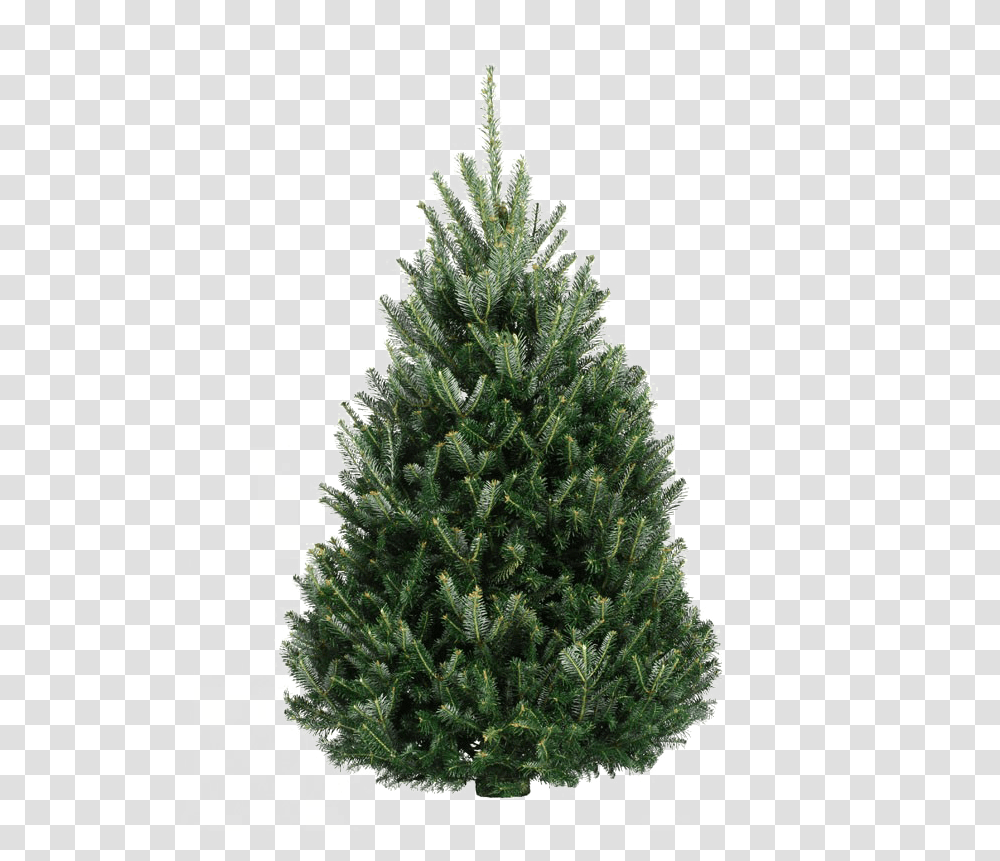 Fir Tree Free Background, Christmas Tree, Ornament, Plant, Pine Transparent Png