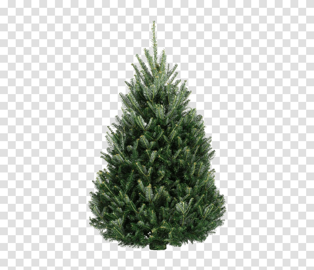 Fir Tree Free Background Fir Tree In A Pot, Christmas Tree, Ornament, Plant, Pine Transparent Png