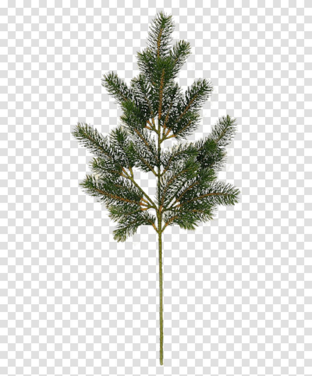 Fir Tree Free Image Download Arbre, Plant, Outdoors, Nature, Ice Transparent Png