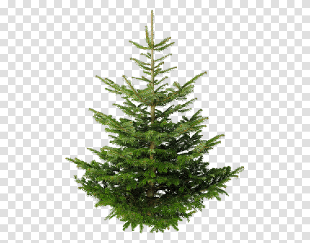 Fir Tree Free Image Download Green Trees, Plant, Christmas Tree, Ornament, Pine Transparent Png