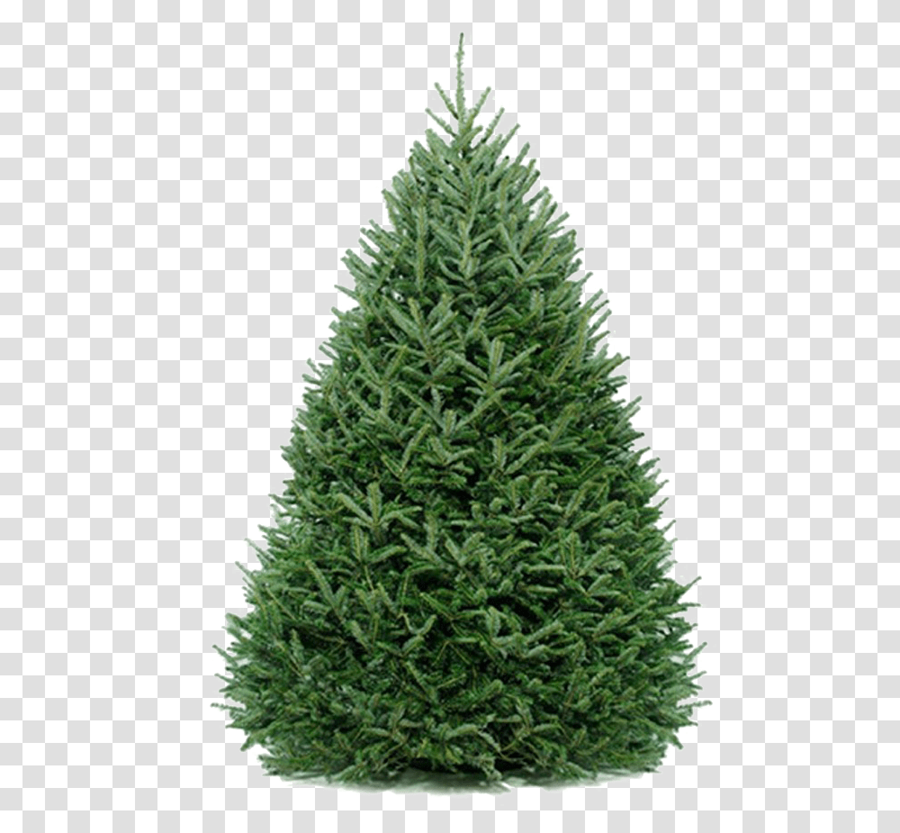 Fir Tree Free Image Download Real Fir Christmas Tree, Ornament, Plant, Pine, Conifer Transparent Png