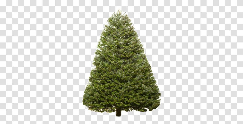Fir Tree Image Artificial Christmas Tree, Plant, Ornament, Pine, Abies Transparent Png