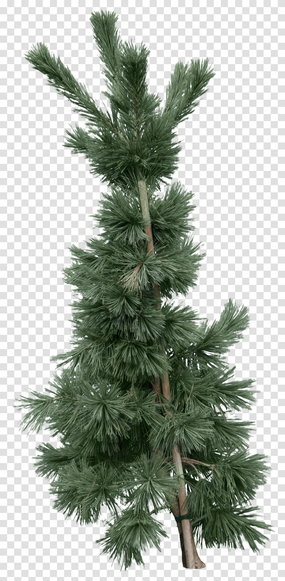 Fir Tree Image Fir, Christmas Tree, Ornament, Plant, Pine Transparent Png