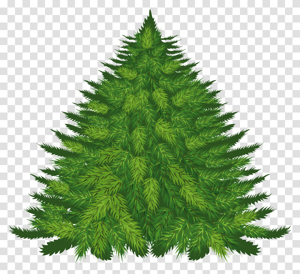 Fir Tree Image For Free Download Fir Tree Transparent Png