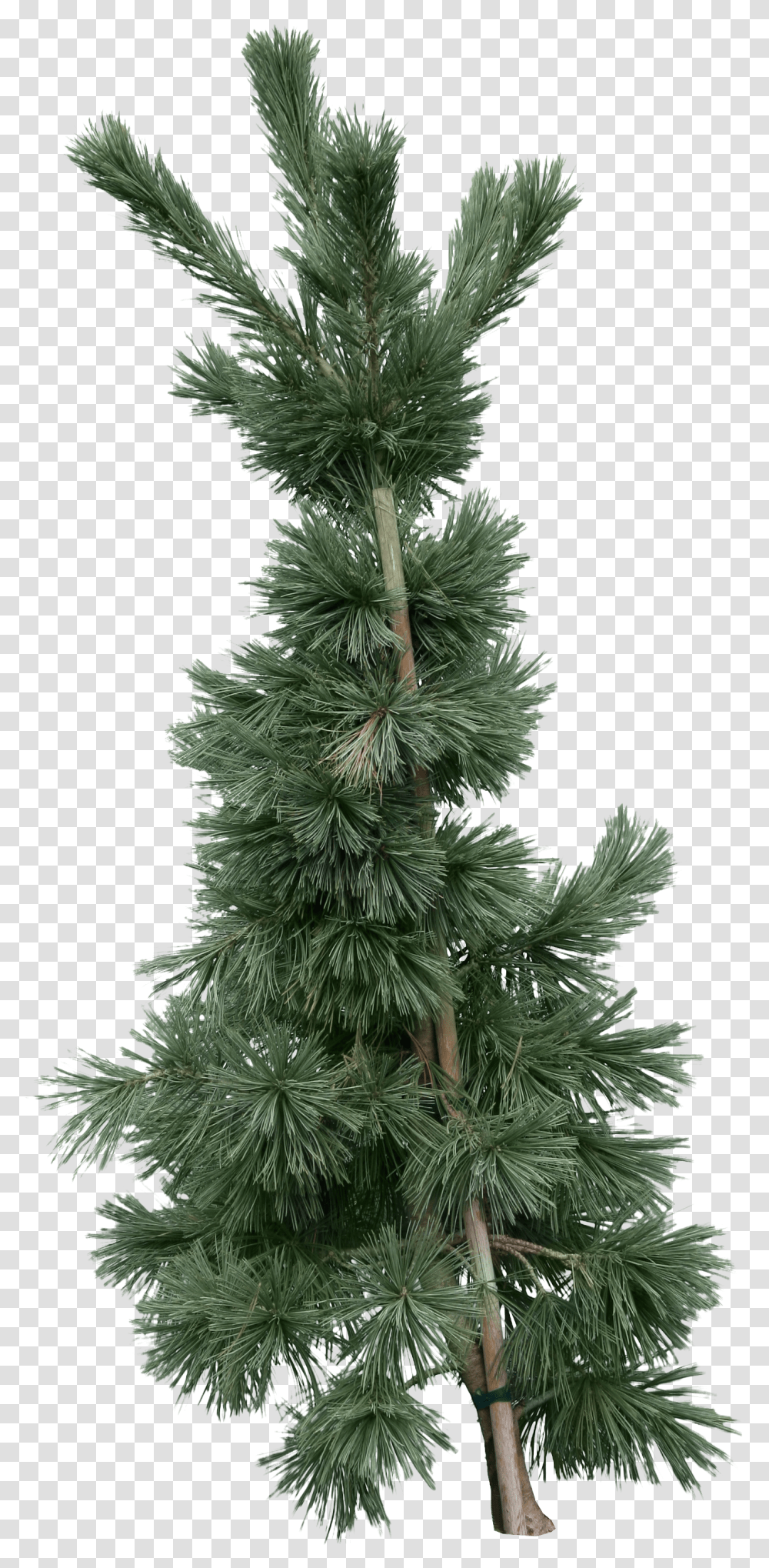 Fir Tree Image Gknar Aac Transparent Png