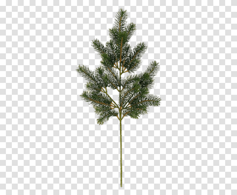 Fir Tree Image High Resolution Trees, Plant, Leaf, Flower, Outdoors Transparent Png