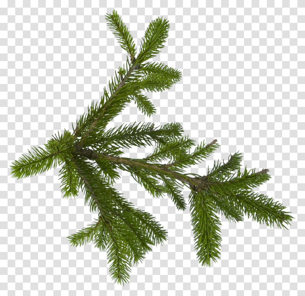 Fir Tree Image Pine Tree Leaf Transparent Png