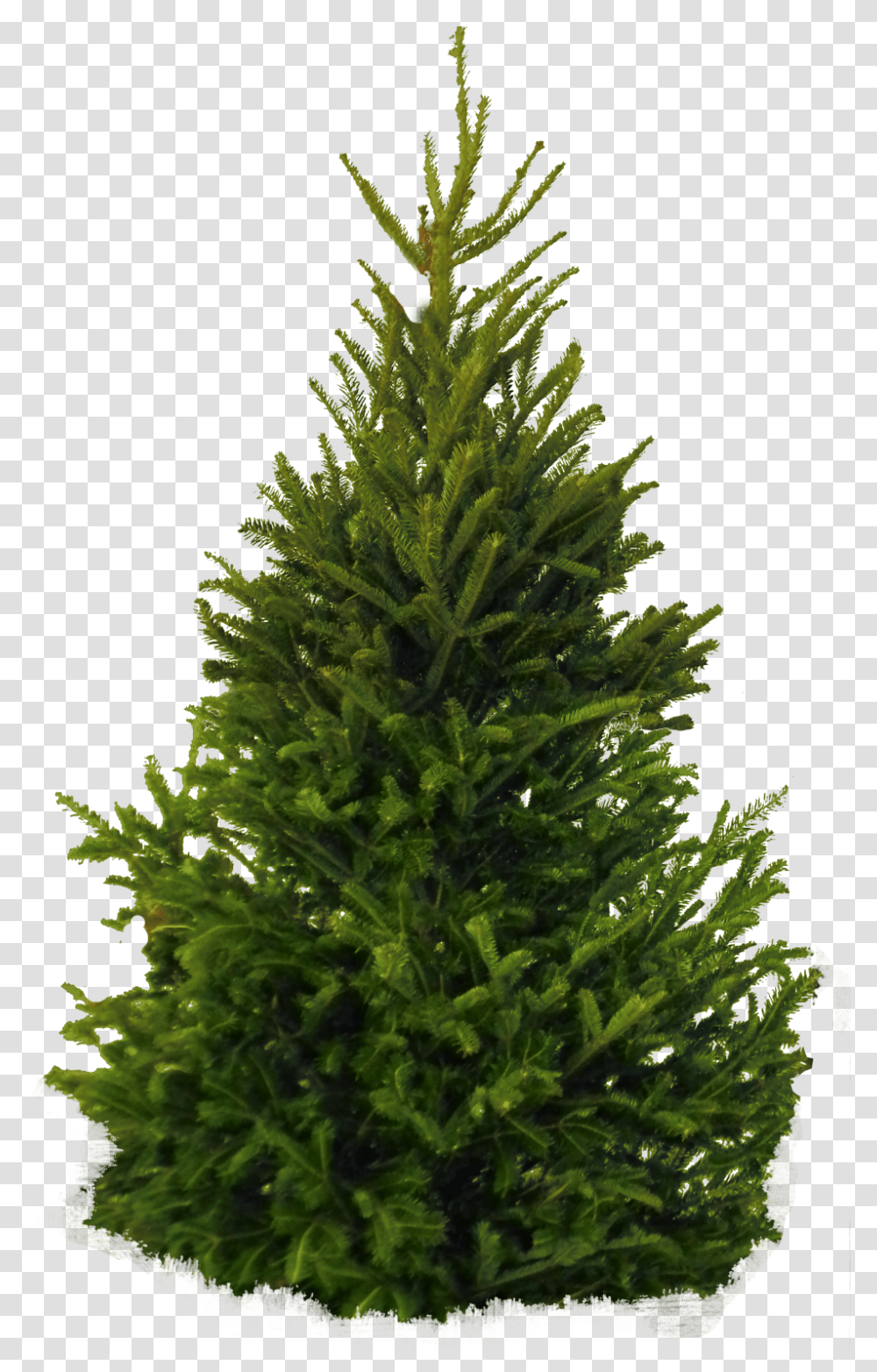 Fir Tree Image Pine Tree White Background, Plant, Abies, Conifer, Christmas Tree Transparent Png