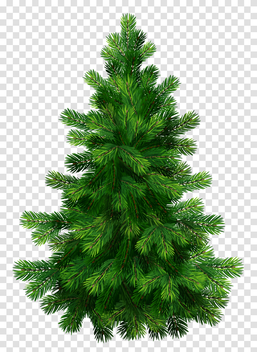 Fir Tree Image Purepng Free Cc0 Fir Tree, Christmas Tree, Ornament, Plant, Pine Transparent Png