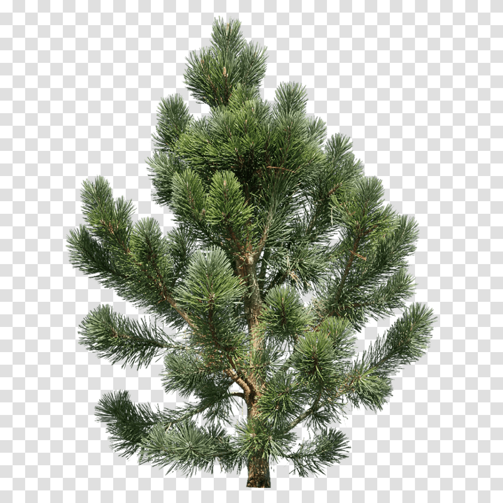 Fir Tree Image Purepng Free Cc0 Pine Tree, Plant, Christmas Tree, Ornament, Conifer Transparent Png