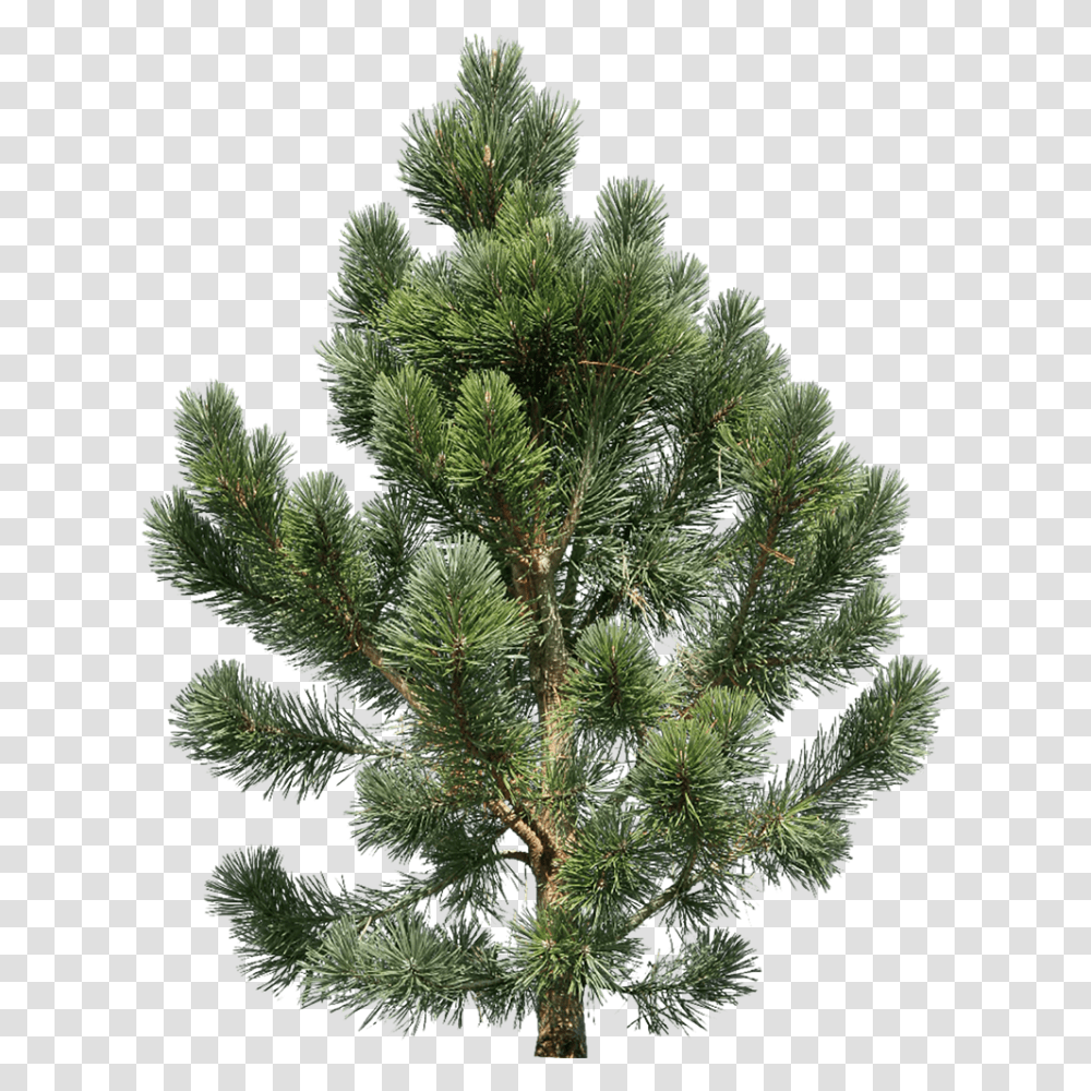 Fir Tree Image Purepng Free Cc0 Pine Tree, Plant, Christmas Tree ...