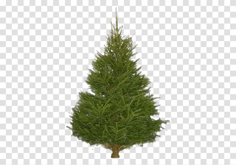 Fir Tree Images Asda Real Christmas Tree, Plant, Conifer, Pine, Spruce Transparent Png