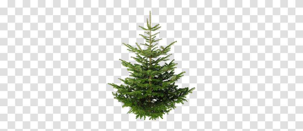 Fir Tree, Nature, Plant, Christmas Tree, Ornament Transparent Png