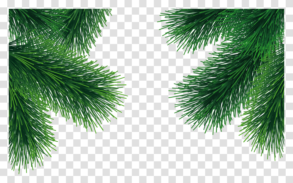 Fir Tree, Nature, Plant, Conifer, Pine Transparent Png