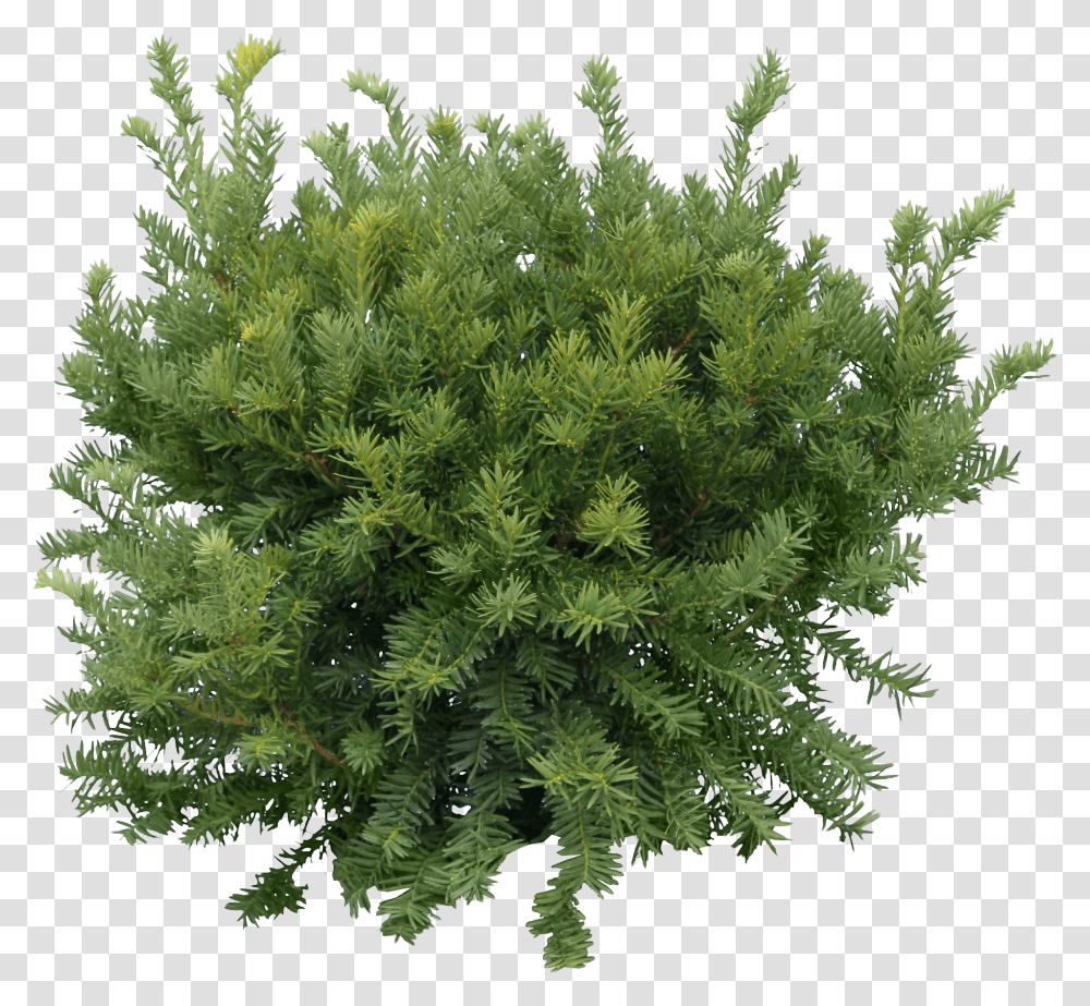 Fir Tree, Nature, Plant, Moss, Conifer Transparent Png
