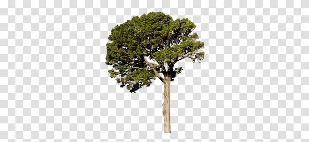 Fir Tree, Nature, Plant, Oak, Tree Trunk Transparent Png