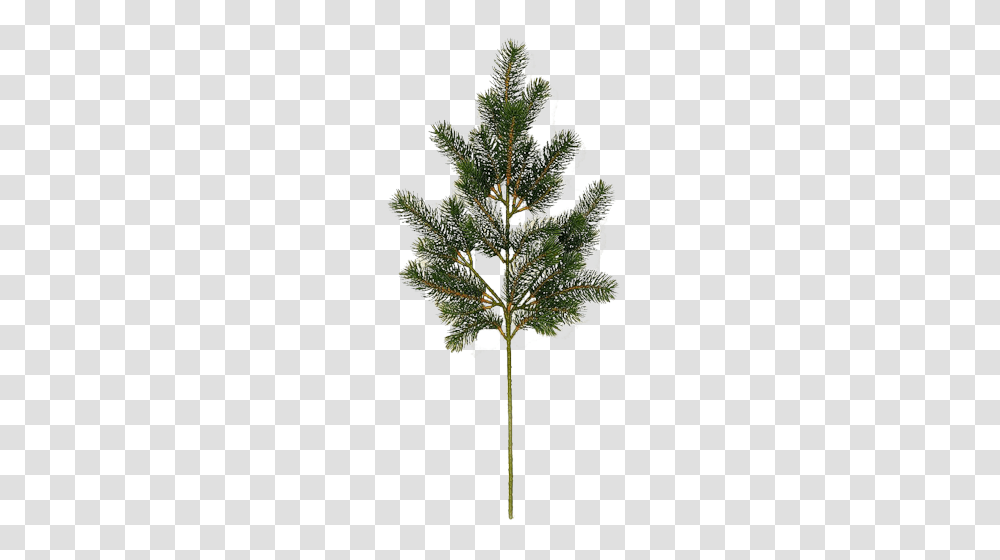 Fir Tree, Nature, Plant, Pine, Abies Transparent Png