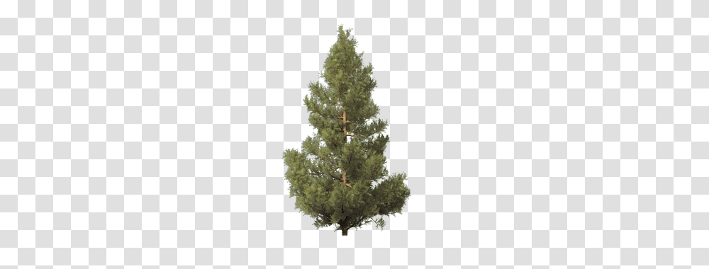 Fir Tree, Nature, Plant, Pine, Conifer Transparent Png