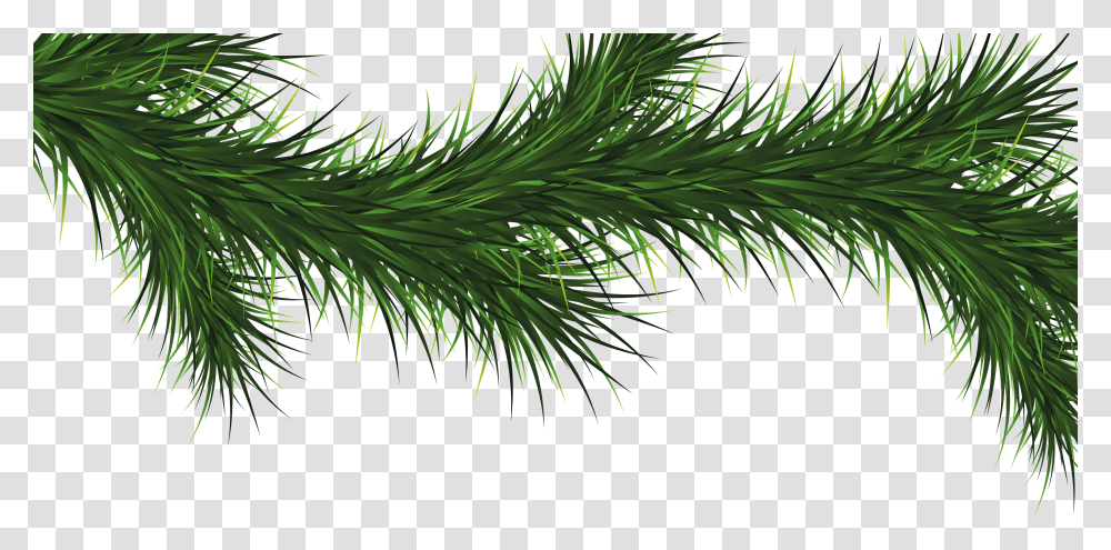 Fir Tree, Nature, Plant, Pine, Conifer Transparent Png