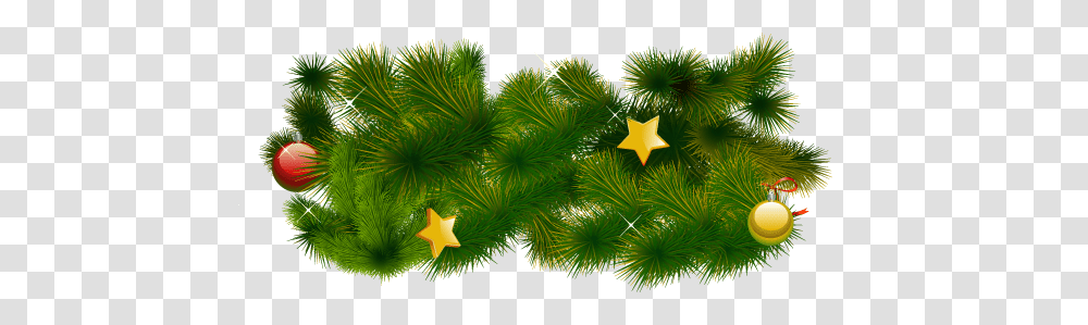 Fir Tree, Nature, Star Symbol, Plant Transparent Png