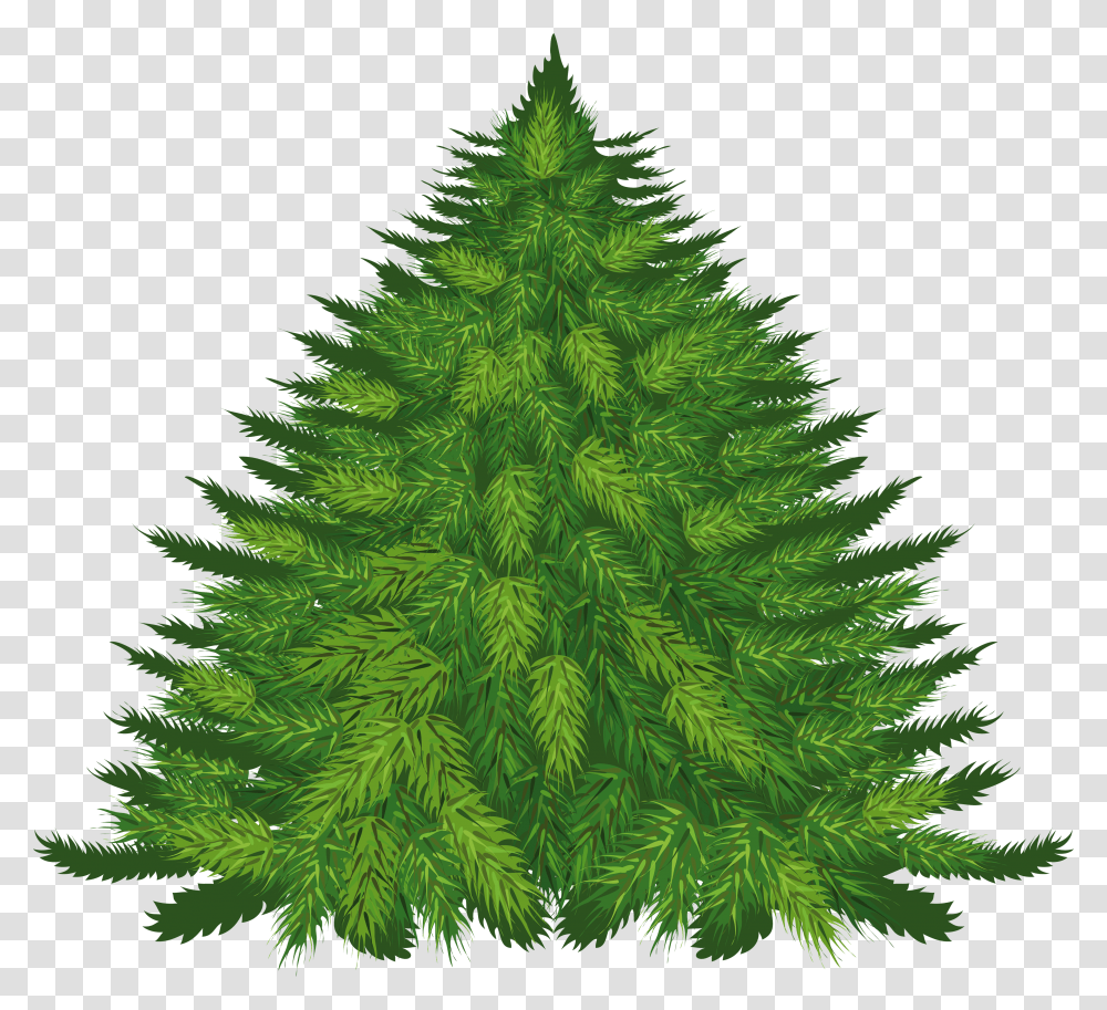 Fir Tree, Nature Transparent Png