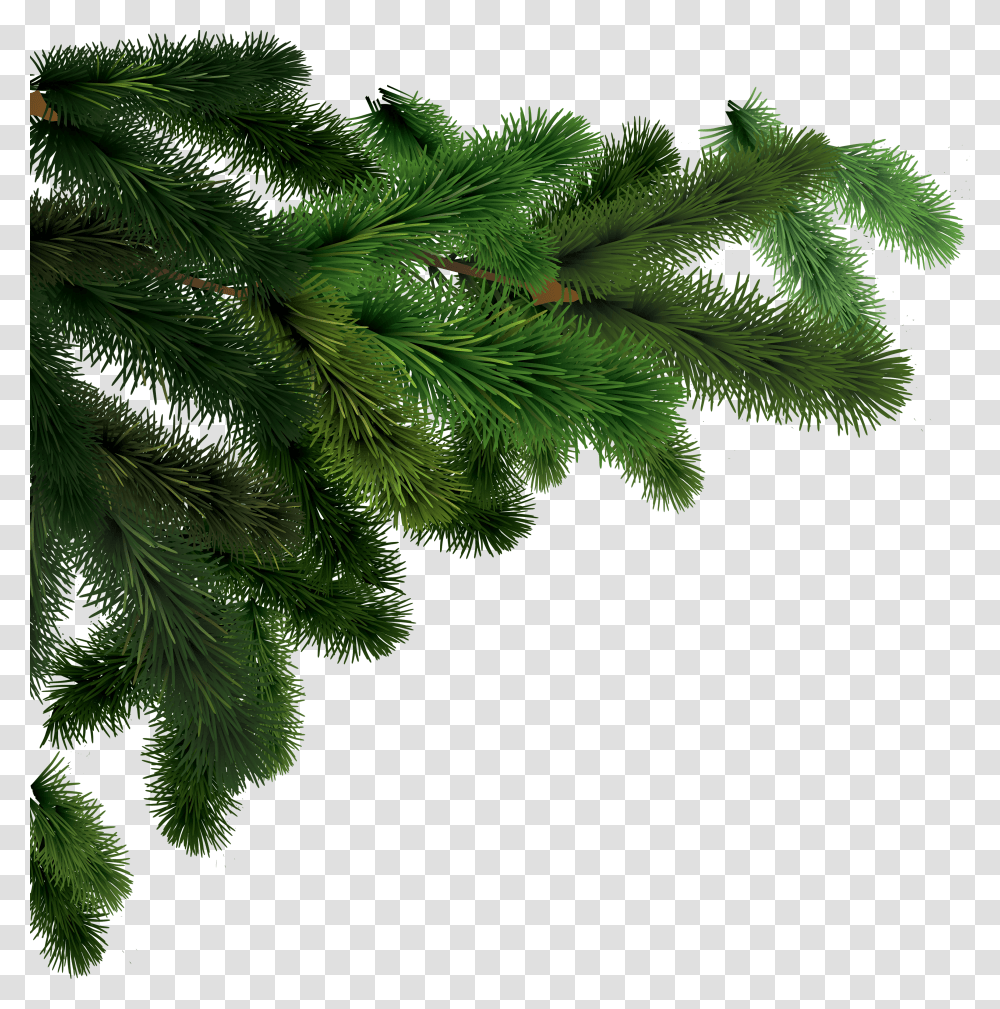 Fir Tree, Nature Transparent Png