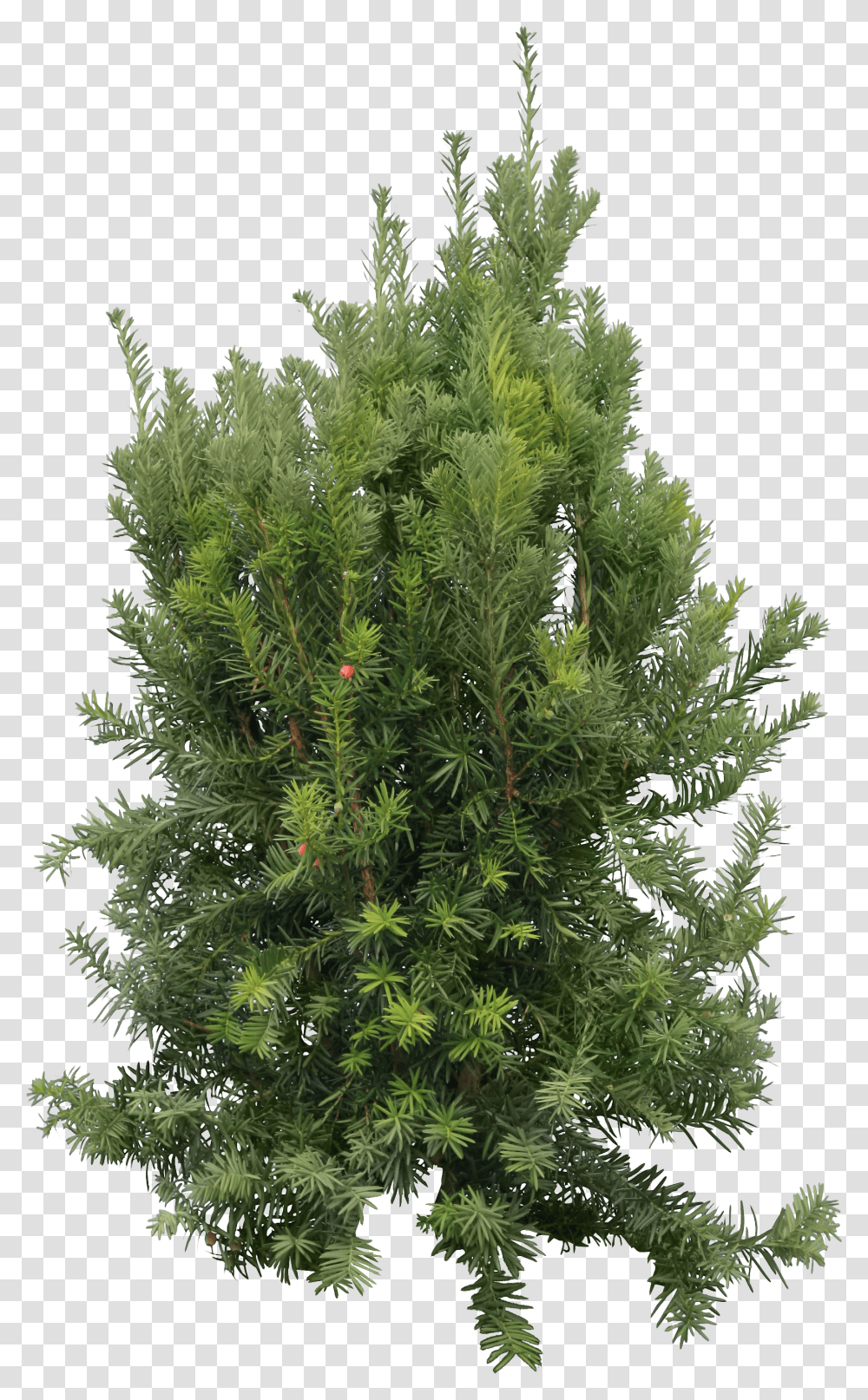 Fir Tree, Nature Transparent Png