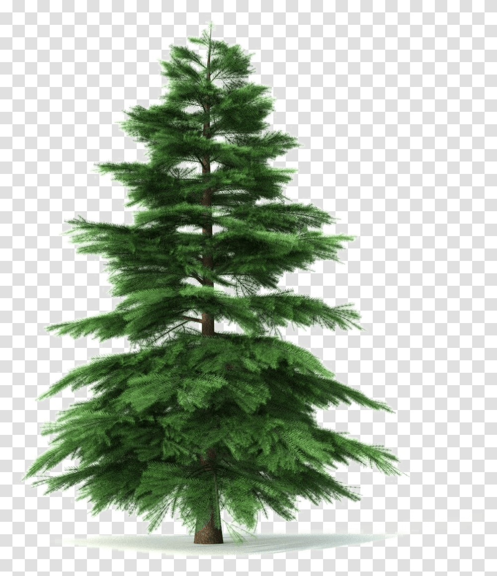 Fir Tree Pic Pine Tree Animated, Plant, Christmas Tree, Ornament, Abies Transparent Png
