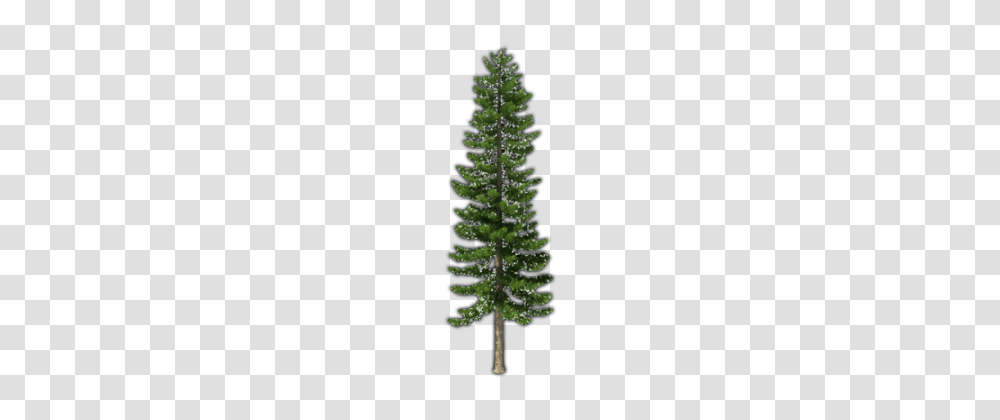 Fir Tree Pic, Plant, Pine, Christmas Tree, Ornament Transparent Png