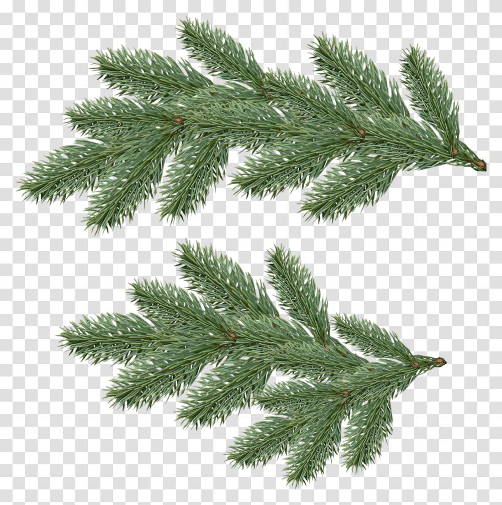 Fir Tree Pine Tree Branch, Plant, Conifer, Leaf, Abies Transparent Png