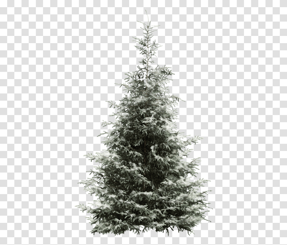 Fir Tree Pine Year Spruce Snowflake Clipart Conifer Tree, Christmas Tree, Ornament, Plant, Abies Transparent Png