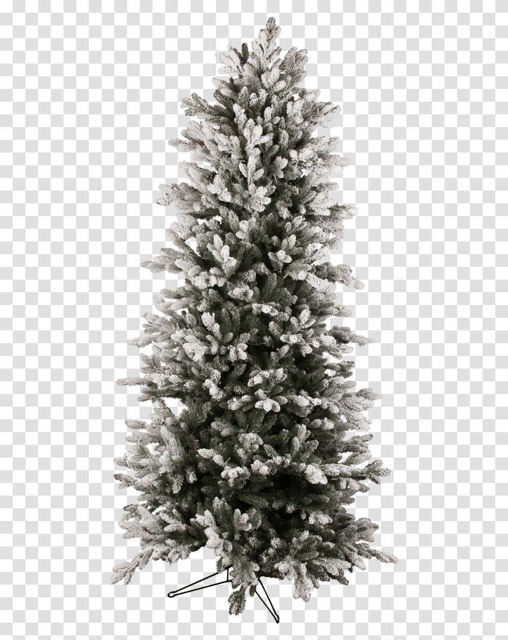 Fir, Tree, Plant, Christmas Tree, Ornament Transparent Png