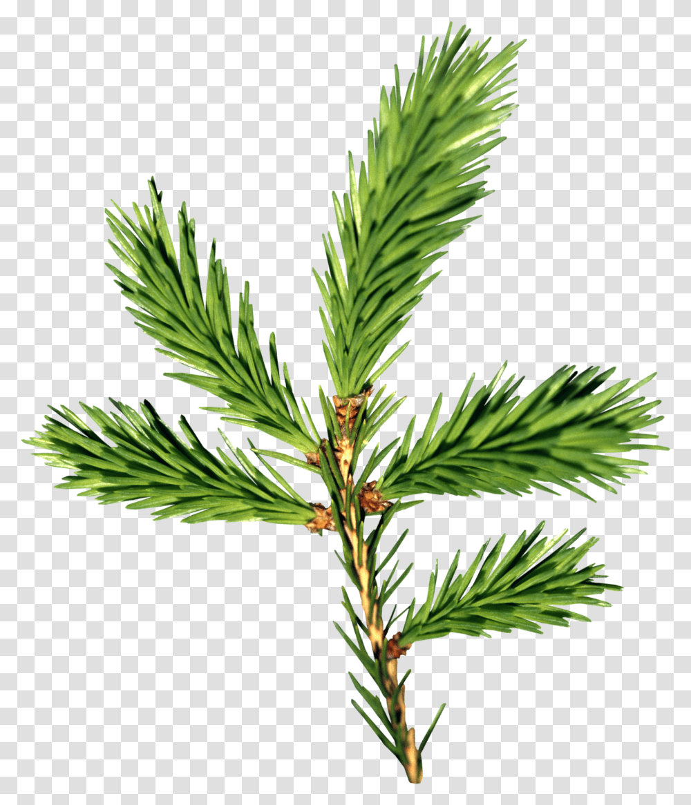 Fir Tree, Plant, Conifer, Abies, Spruce Transparent Png