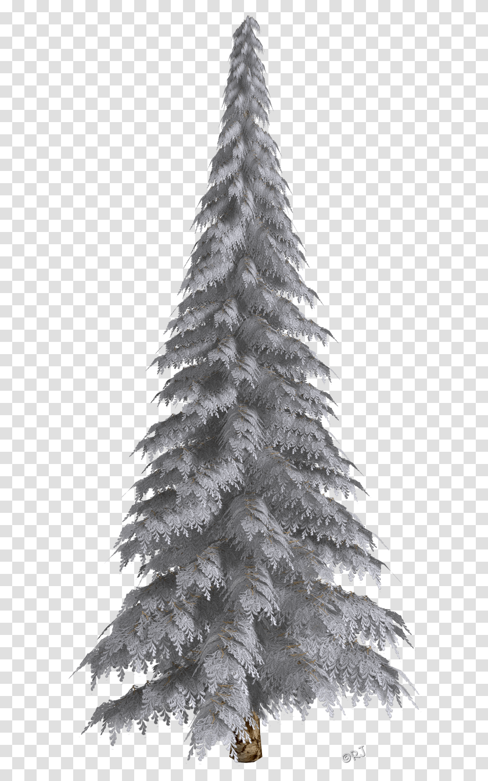 Fir Tree, Plant, Nature, Ice, Outdoors Transparent Png