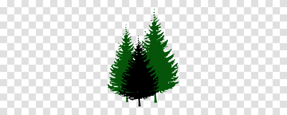 Fir Trees Nature, Plant, Pine, Abies Transparent Png