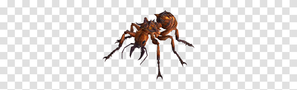 Fire Ant, Animal, Invertebrate, Insect, Wasp Transparent Png