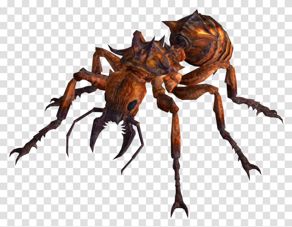 Fire Ant Fallout Fire Ant, Spider, Invertebrate, Animal, Arachnid Transparent Png