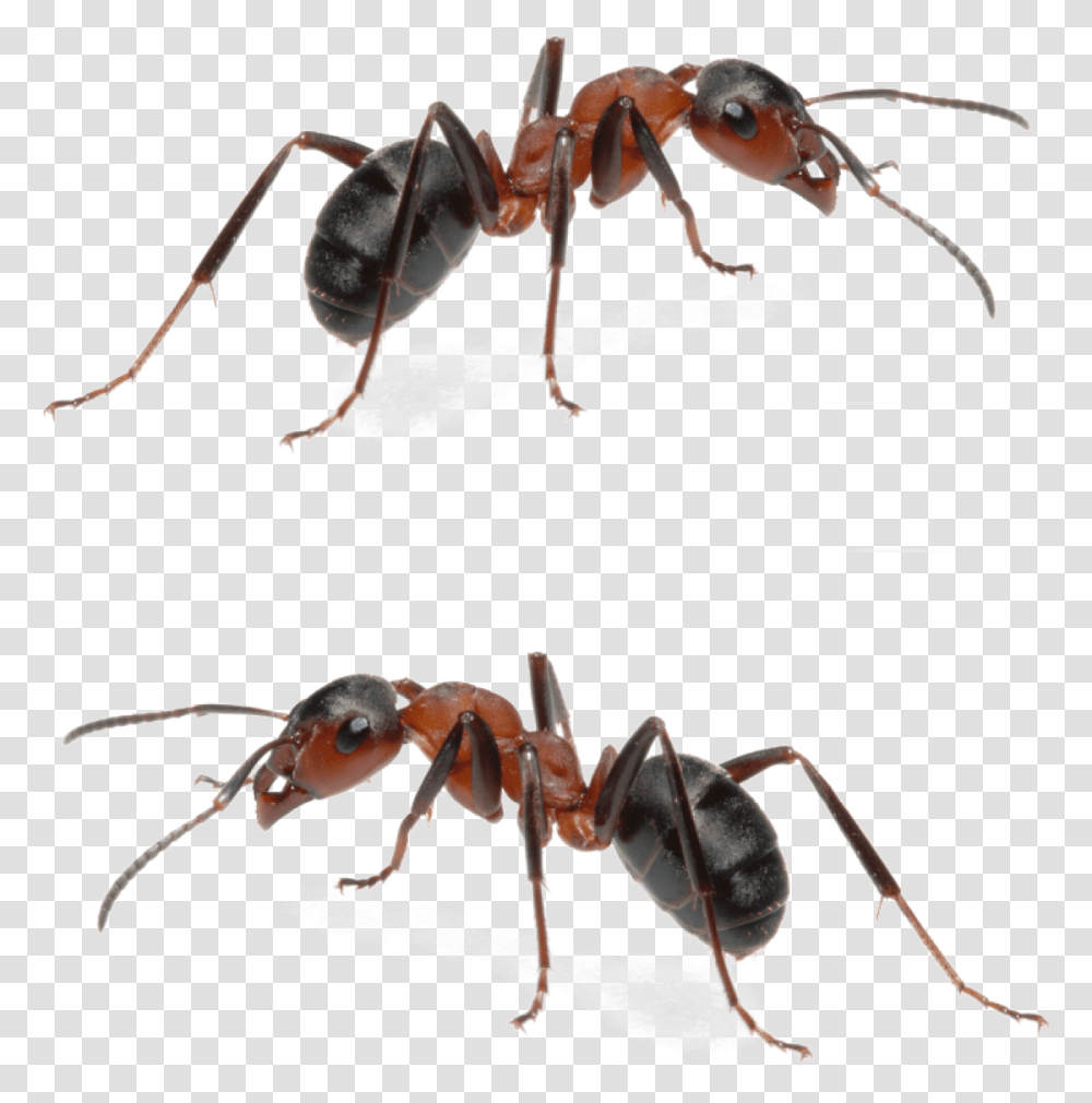 Fire Ant Mounds Are Obviously Menacing And For Any Carpenter Ant Fire Ants, Insect, Invertebrate, Animal, Spider Transparent Png